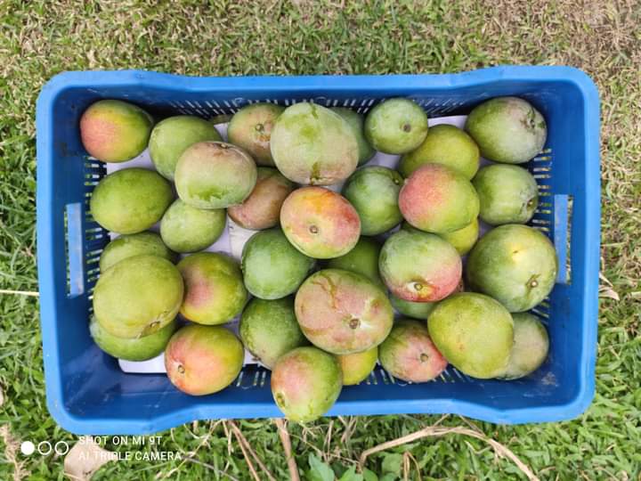 Bangladeshi seasonal mango